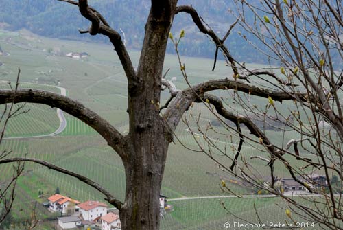 Baum und Blick in die Ebene