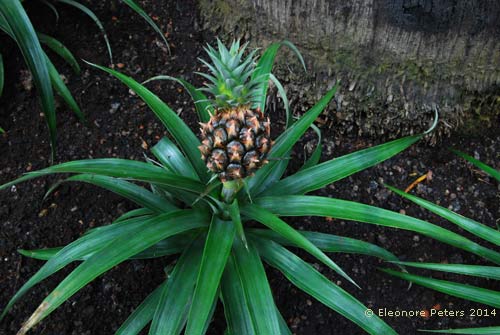 Ananas Trauttmansdorff