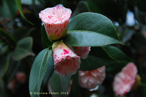Knospen der Kamelie