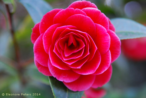 Kamelienblüte