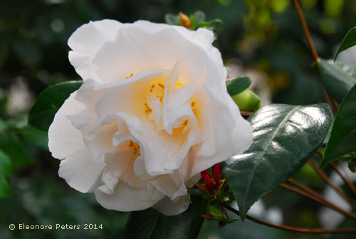 Kamelienblüte weiß