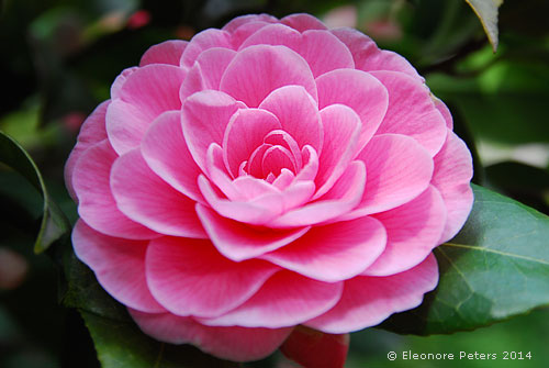 Kamelienblüte rosa
