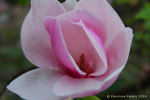Magnolienblüte
