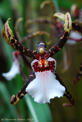 Orchidee