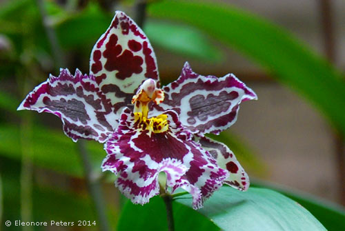 Orchidee