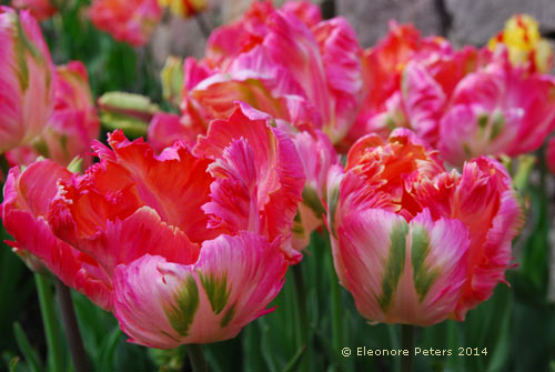 Papageien Tulpen