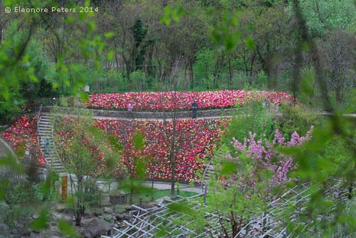 Trauttmansdorff Tulpengarten