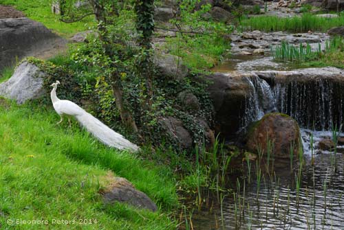 Weißer Pfau Trauttmansdorff