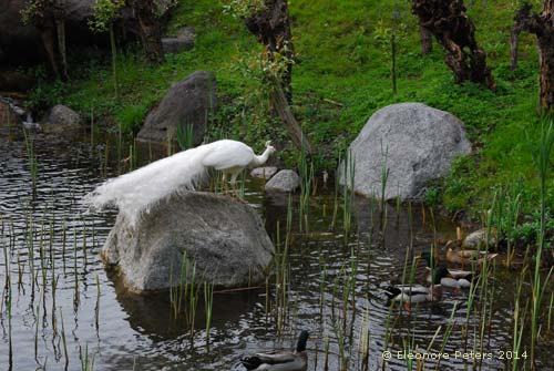 Weißer Pfau Trauttmansdorff