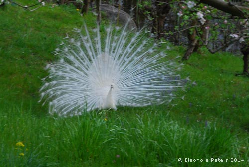 Weißer Pfau Trauttmansdorff