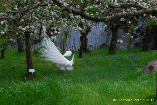 Weißer Pfau Trauttmansdorff