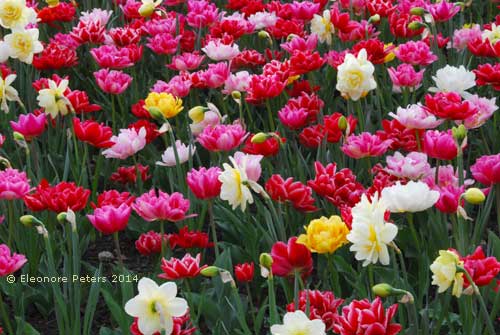 Trauttmansdorff Tulpen