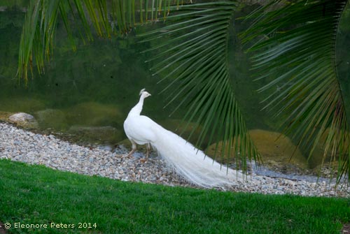 Weißer Pfau Trauttmansdorff