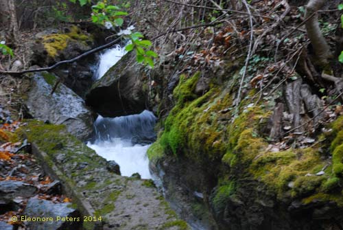 Tscharser Waal Wildbach