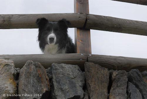 Hund