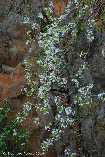 Kirschblüte