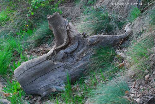 Holz am Weg
