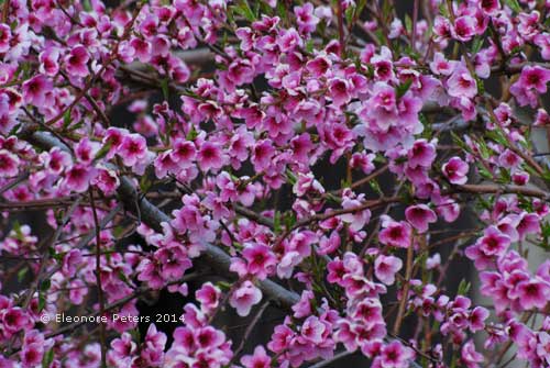 Mandelblüten