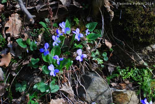 Veilchen am Bach im Vinschgau