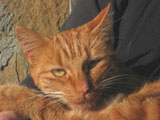 Katze